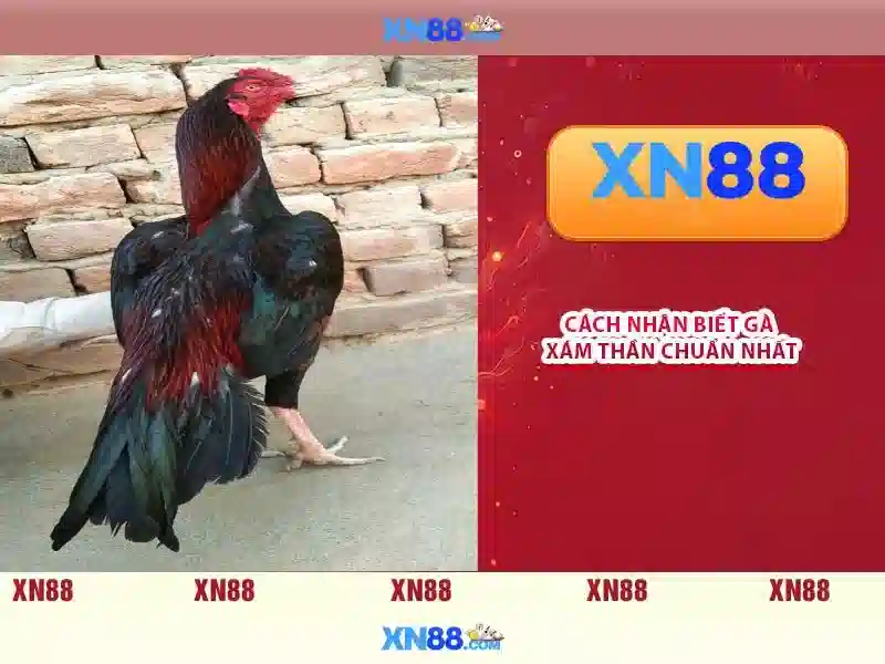 Hướng dẫn tải app XN88