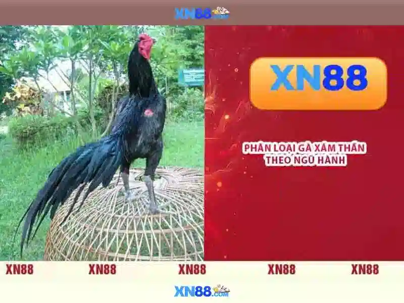 Chương trình khuyến mãi XN88