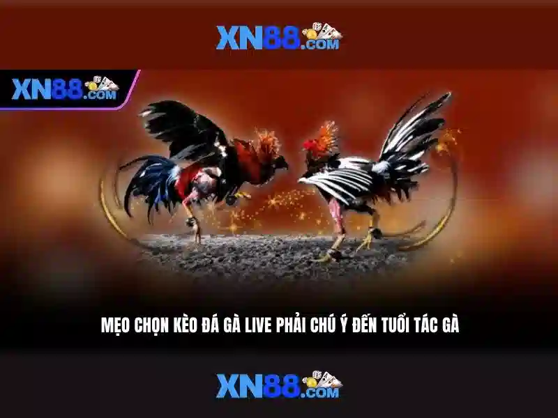 Giới Thiệu Về XN88