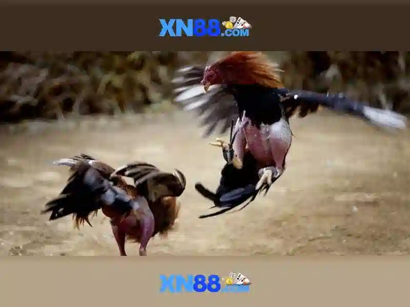 Đăng nhập XN88